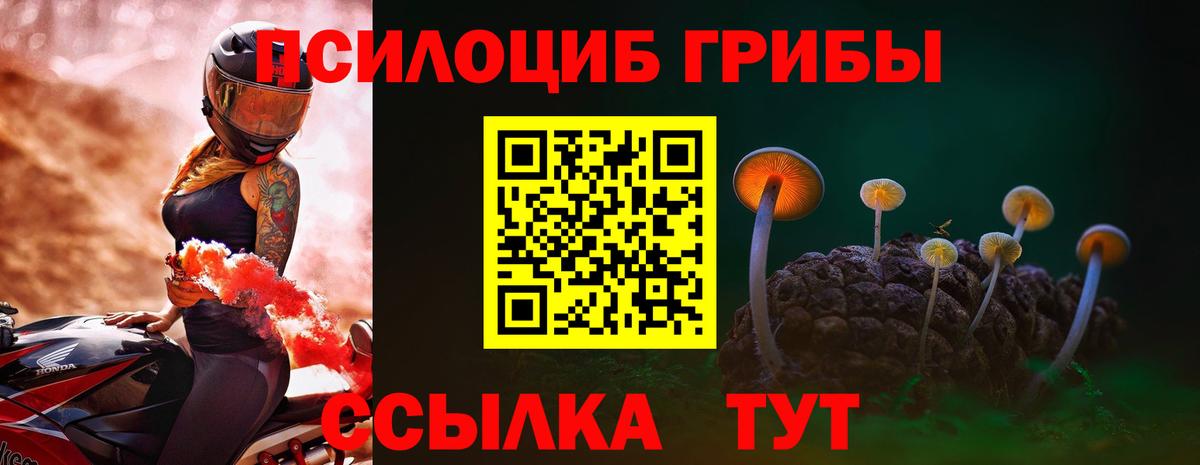 Тосно  Псилоцибиновые грибы Cubensis  Вход с VPN 